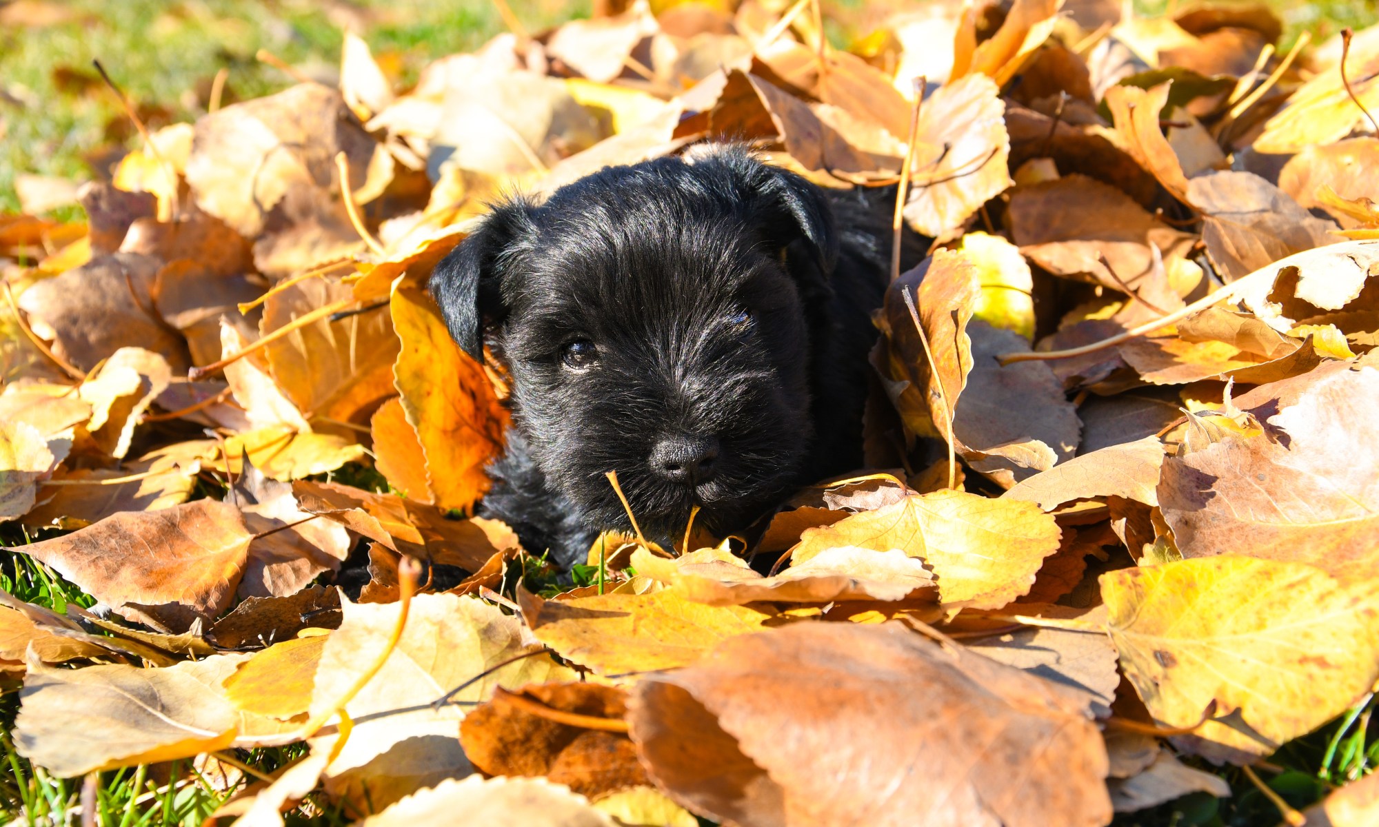 Puppy announcement for Ellie's Mini Schnauzers Fall 2026
